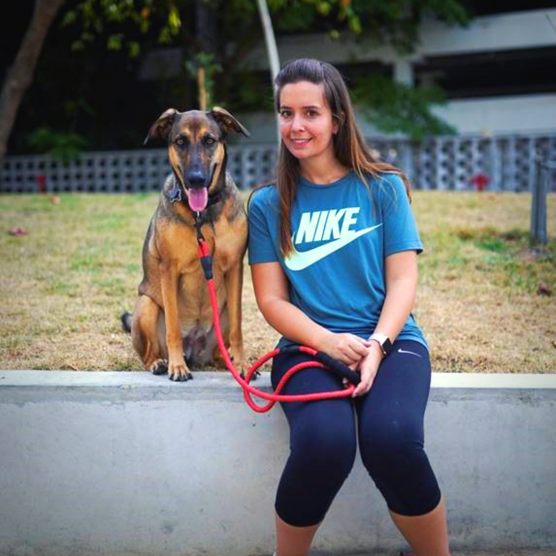 large dog relocates to South Africa in 2019