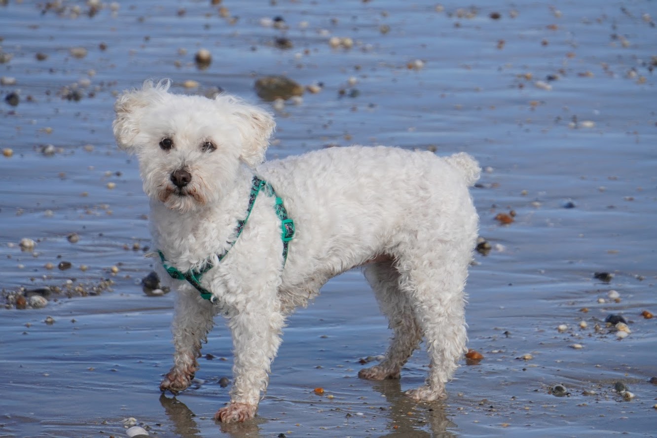 Moving Dogs to the UK Coco's Relocation PetRelocation