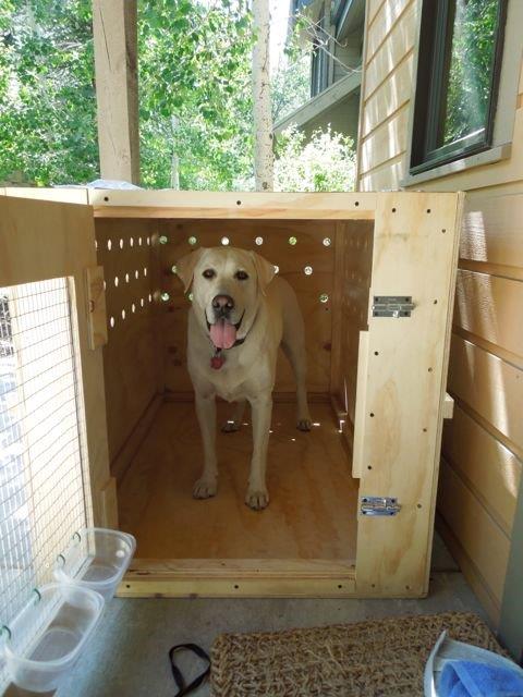 dog traveling in custom crate
