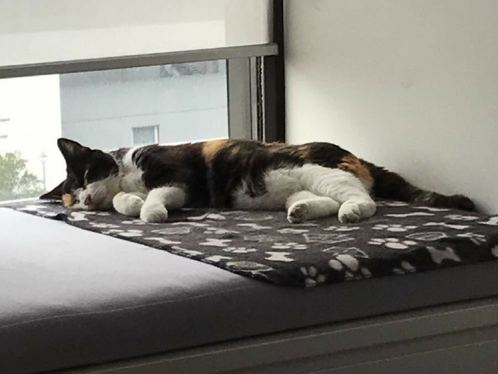 calico cat relocating to hong kong 