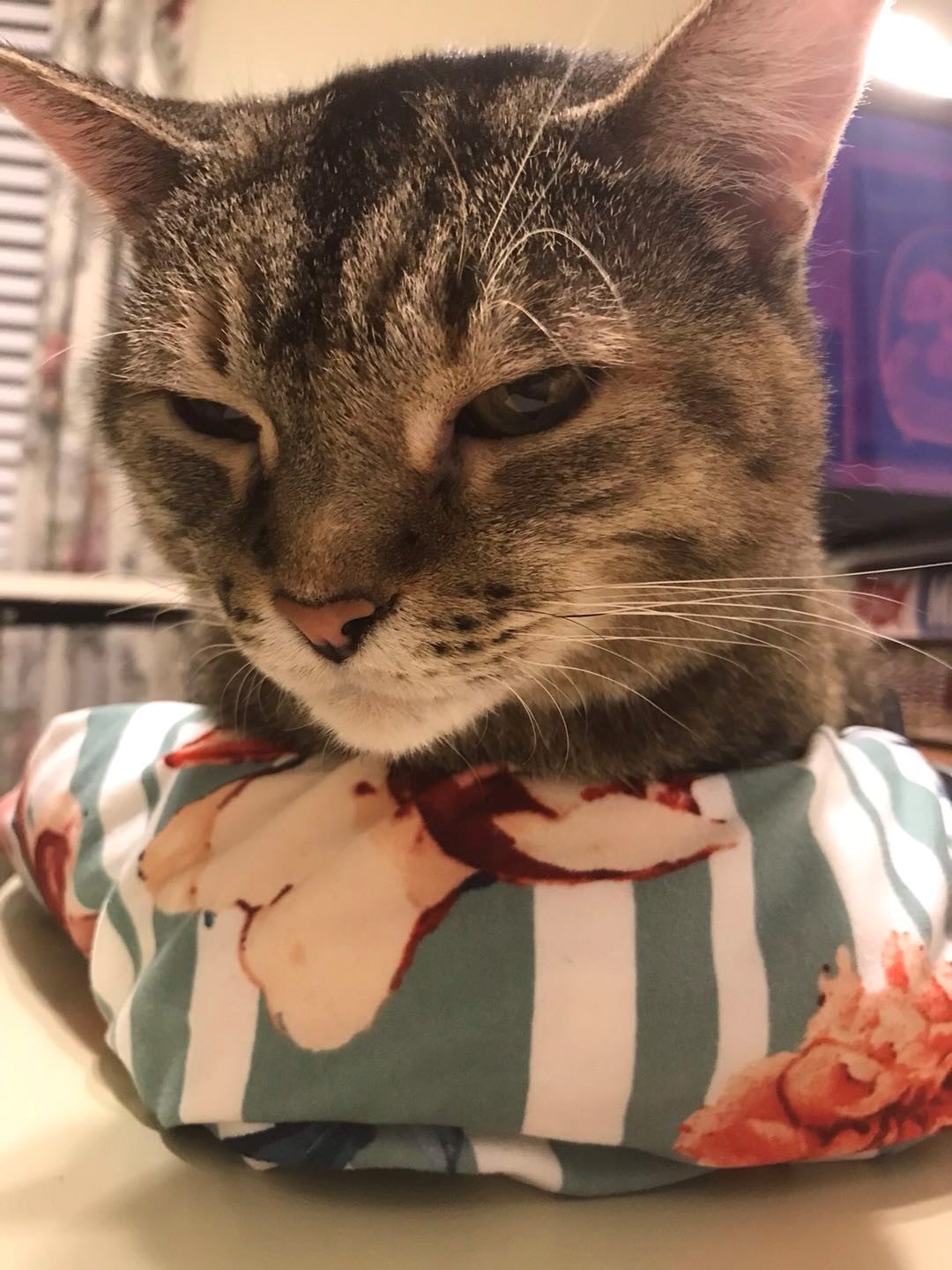 Shipping Cats to China Darcy's Big Move PetRelocation