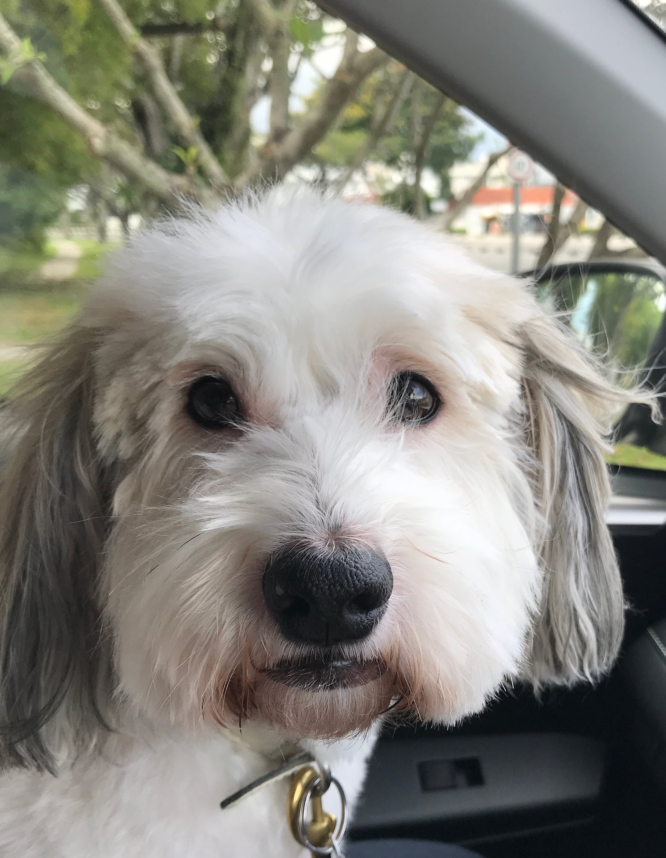 Small dog moves to Singapore