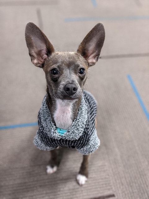 Emmy Lou was adopted by a PetRelocation staff member this year 