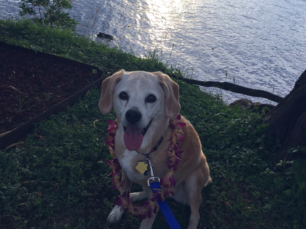 Aloha from a dog in hawaii 