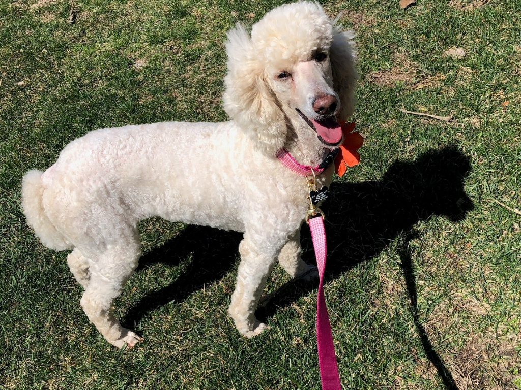 poodle moves across the country 