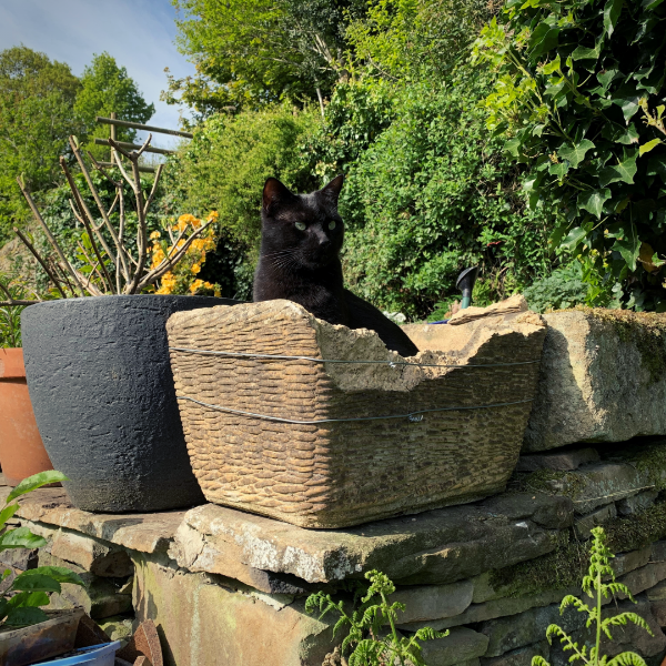 black cat moved internationally 