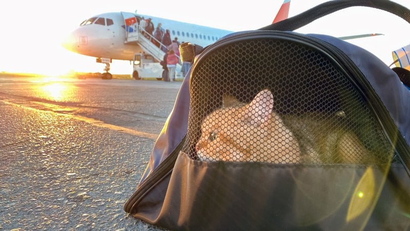 A cat in a carrying case on the tarmac waiting to get on the plane
