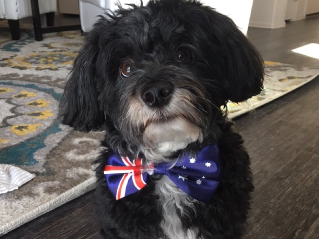 dog in bowtie moves to australia 