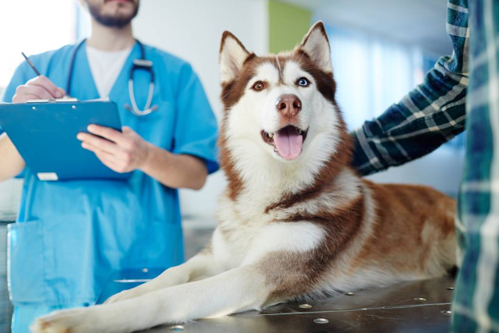 Husky dog lying on a vet table