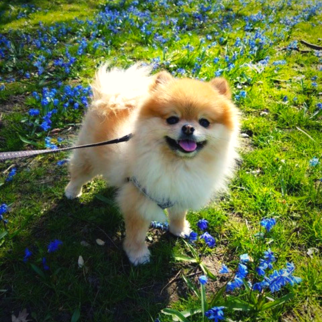 Pomeranian relocated to the Netherlands 2019