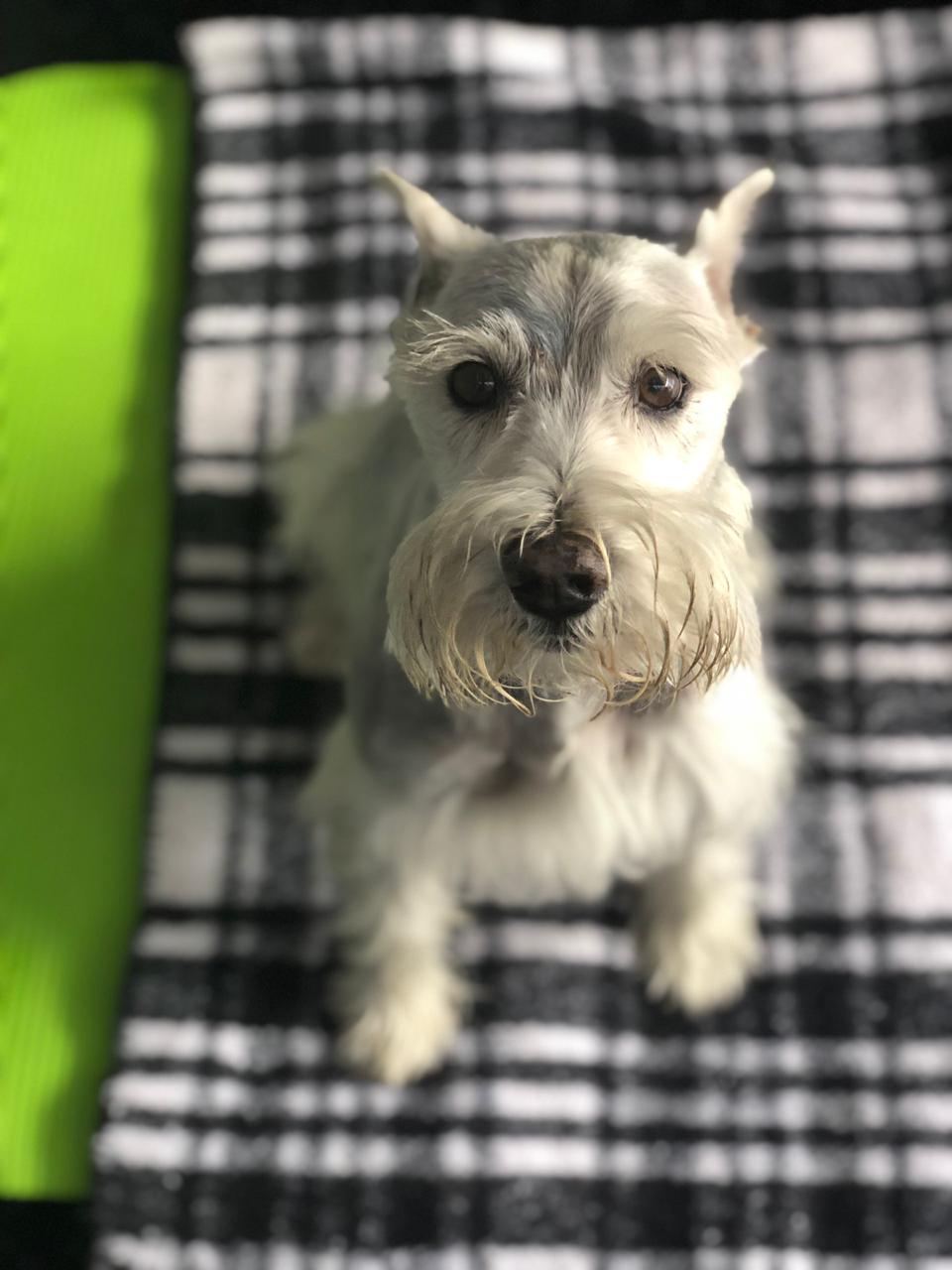 minature schnauzer travels to the United States from Mexico