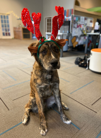 Rescue dog Loki wearing holiday attire