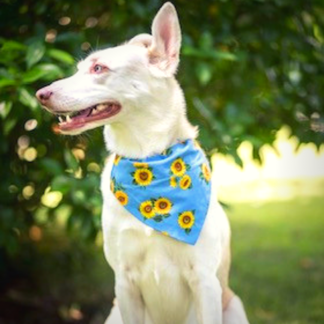 Luna moved from US to Singapore in 2019