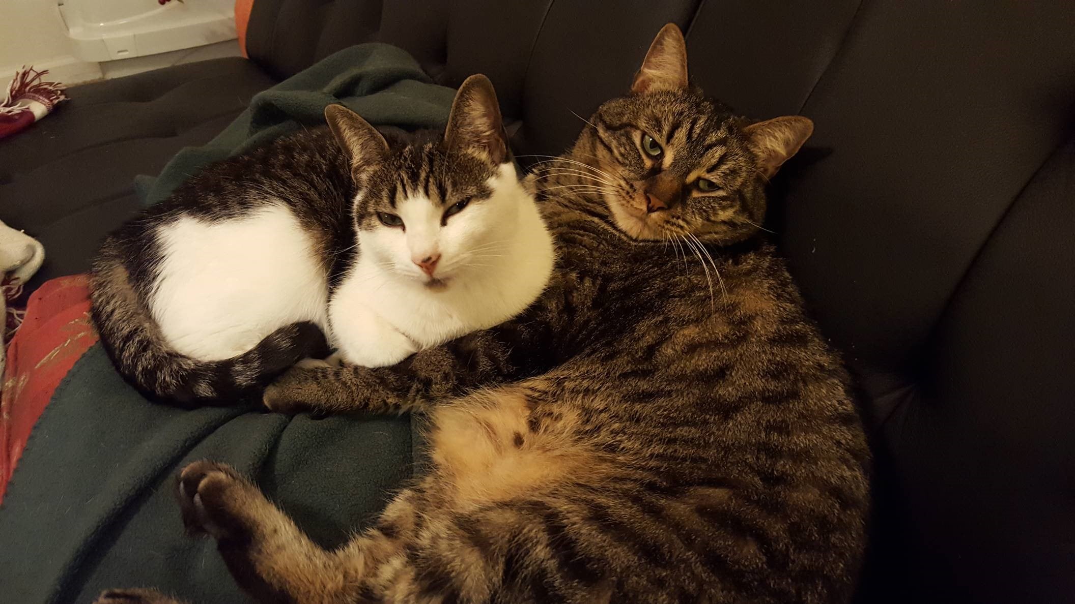 two cats shipped to mexico