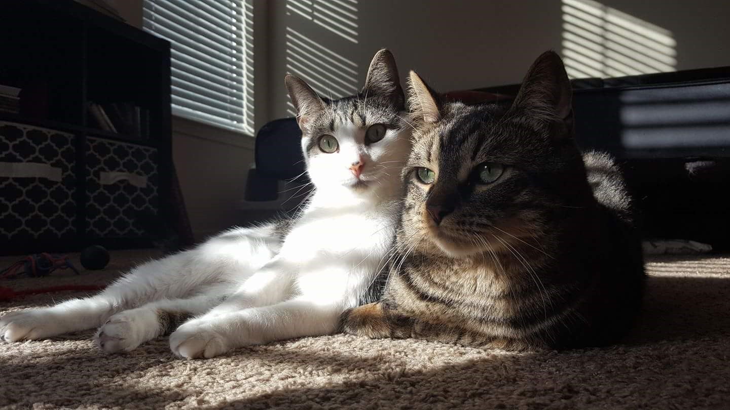 two cats imported into the united states from mexico