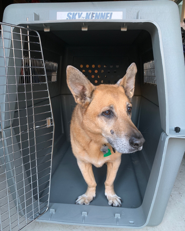 Large dog in her travel crate moving to Singapore