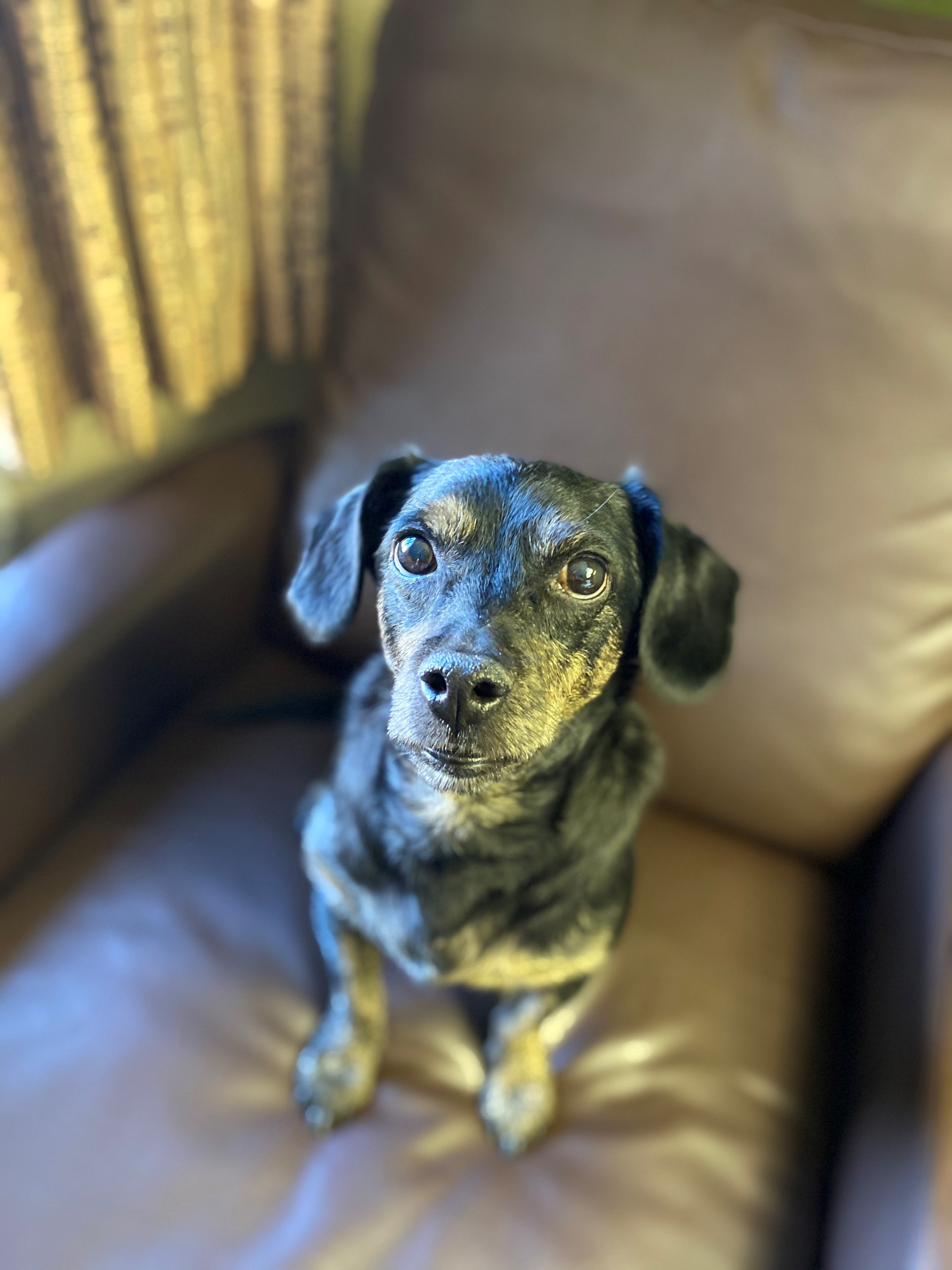 Maxwell the Dachshund relocated from Thailand to the United States
