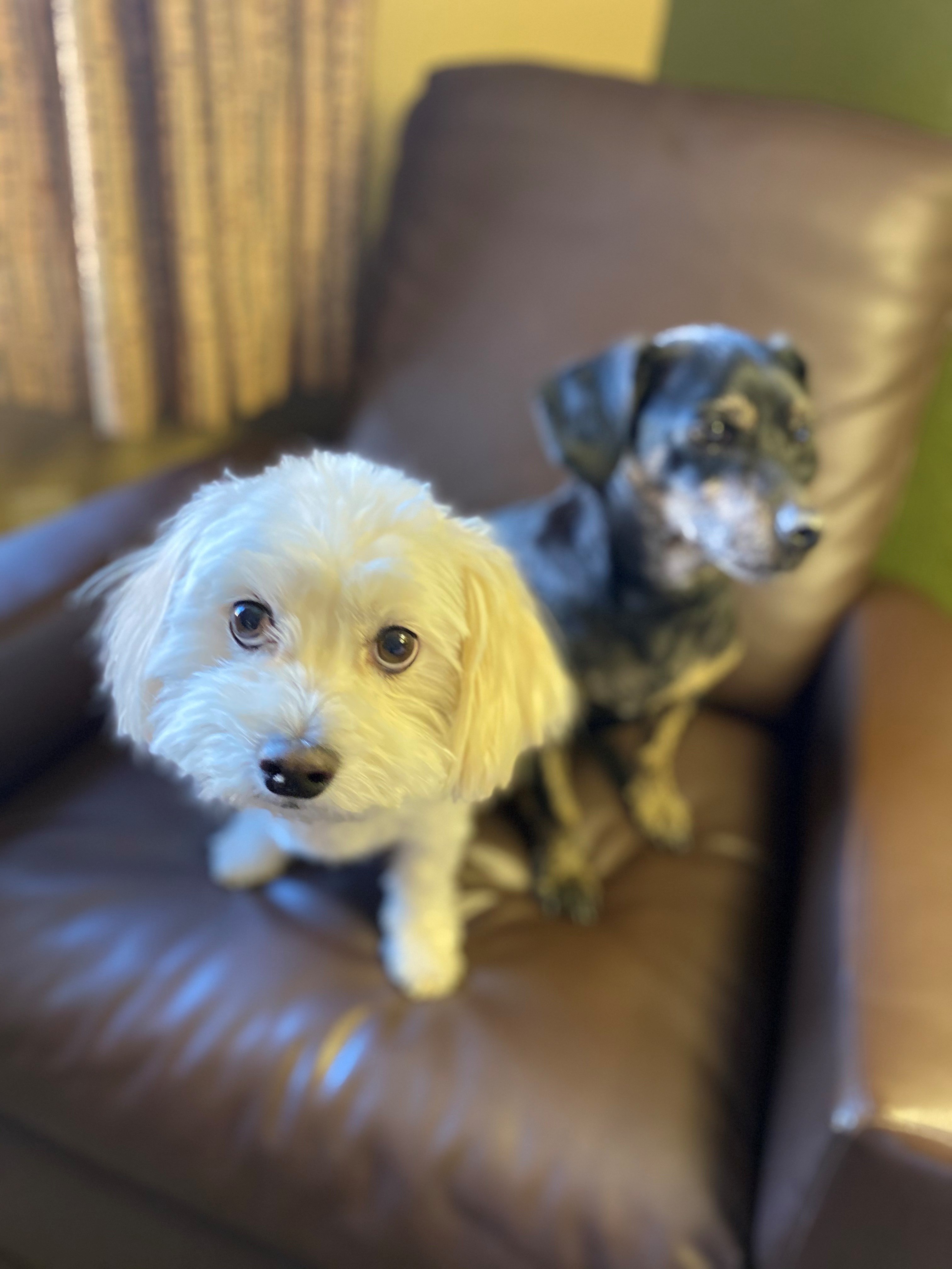 Bichon Frise and Dachshund shipped internationally 