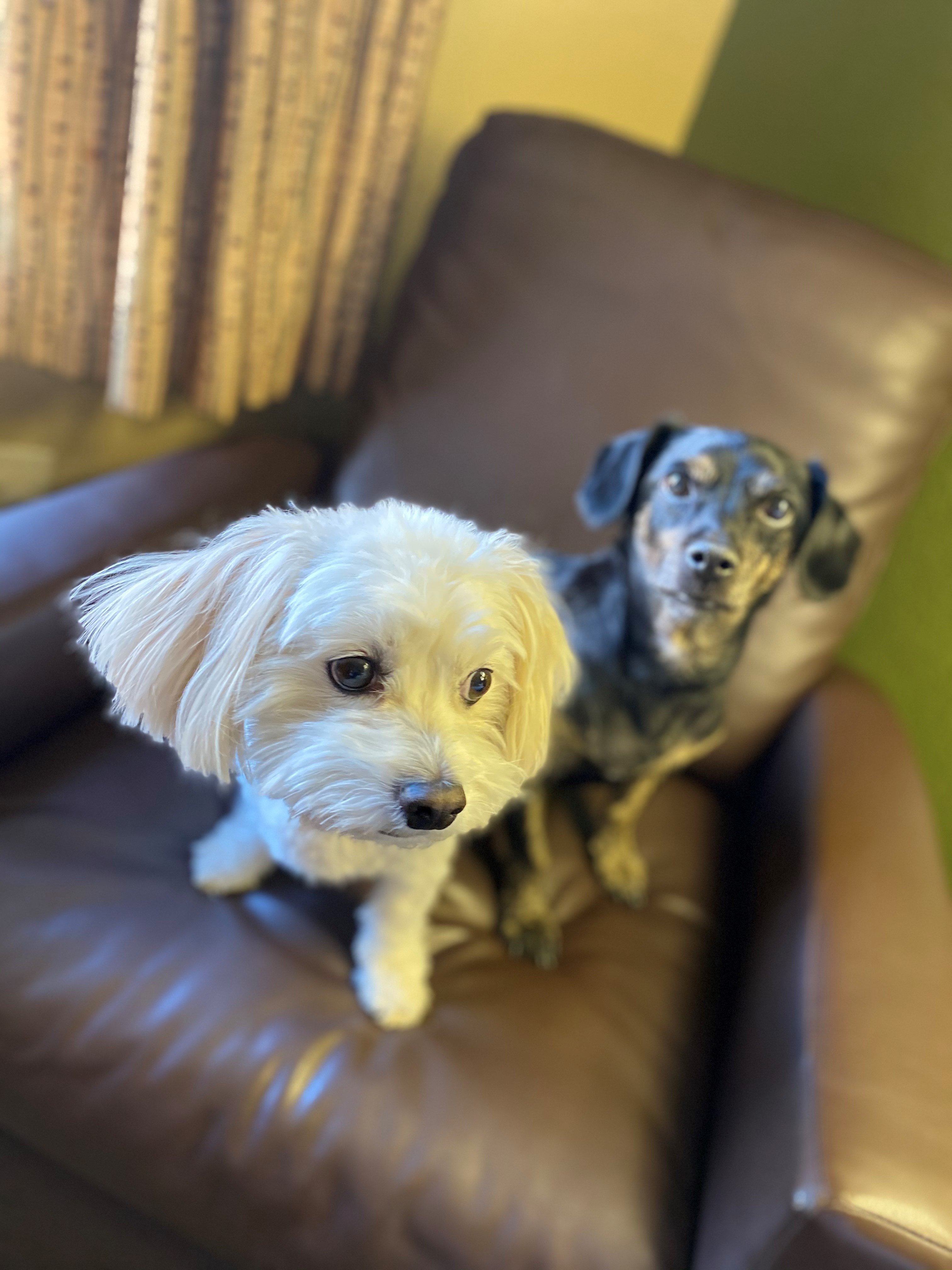 Small dogs move from Thailand to the United States