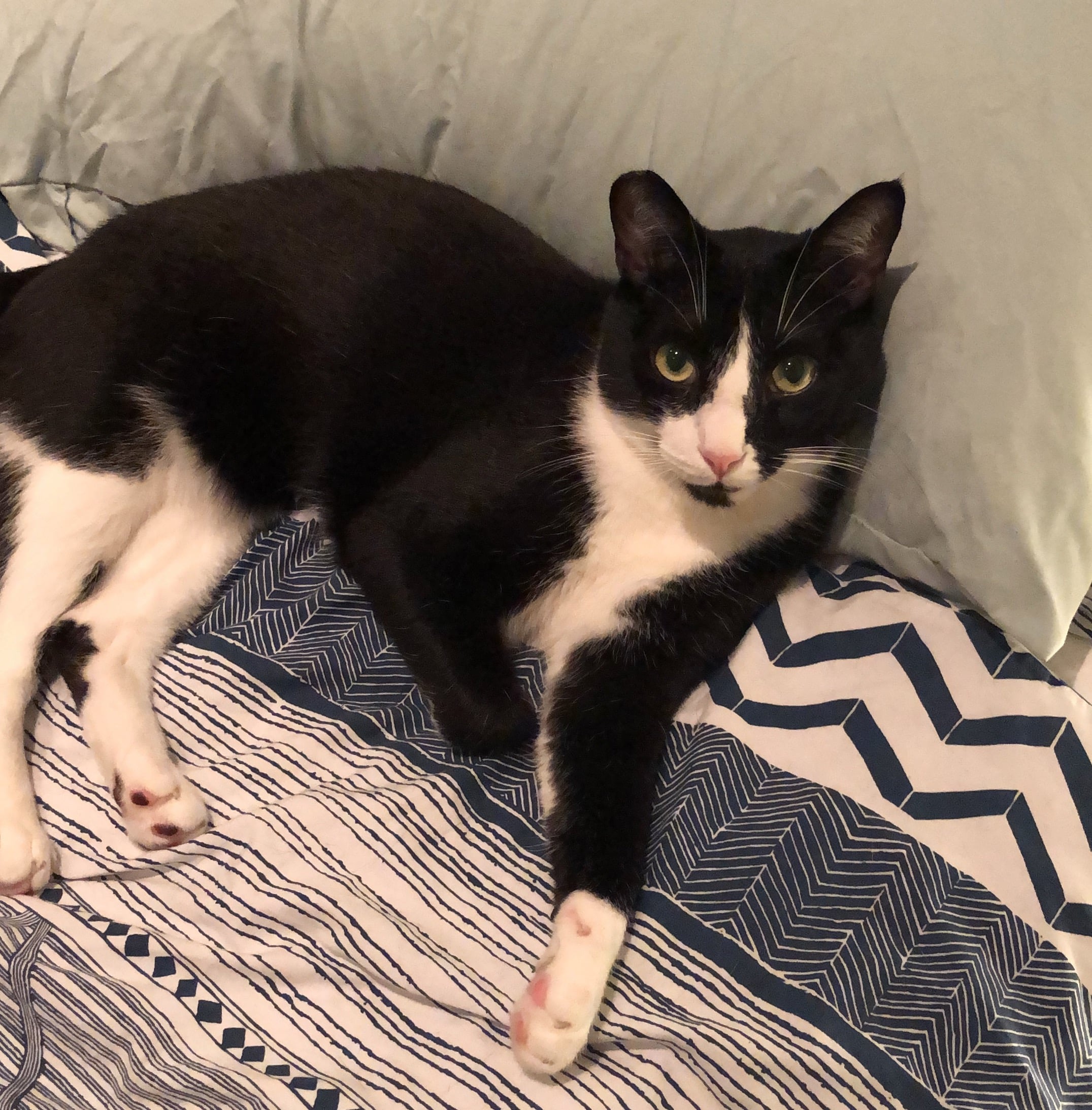 Moving Cats to the UK Micky & Mouse PetRelocation