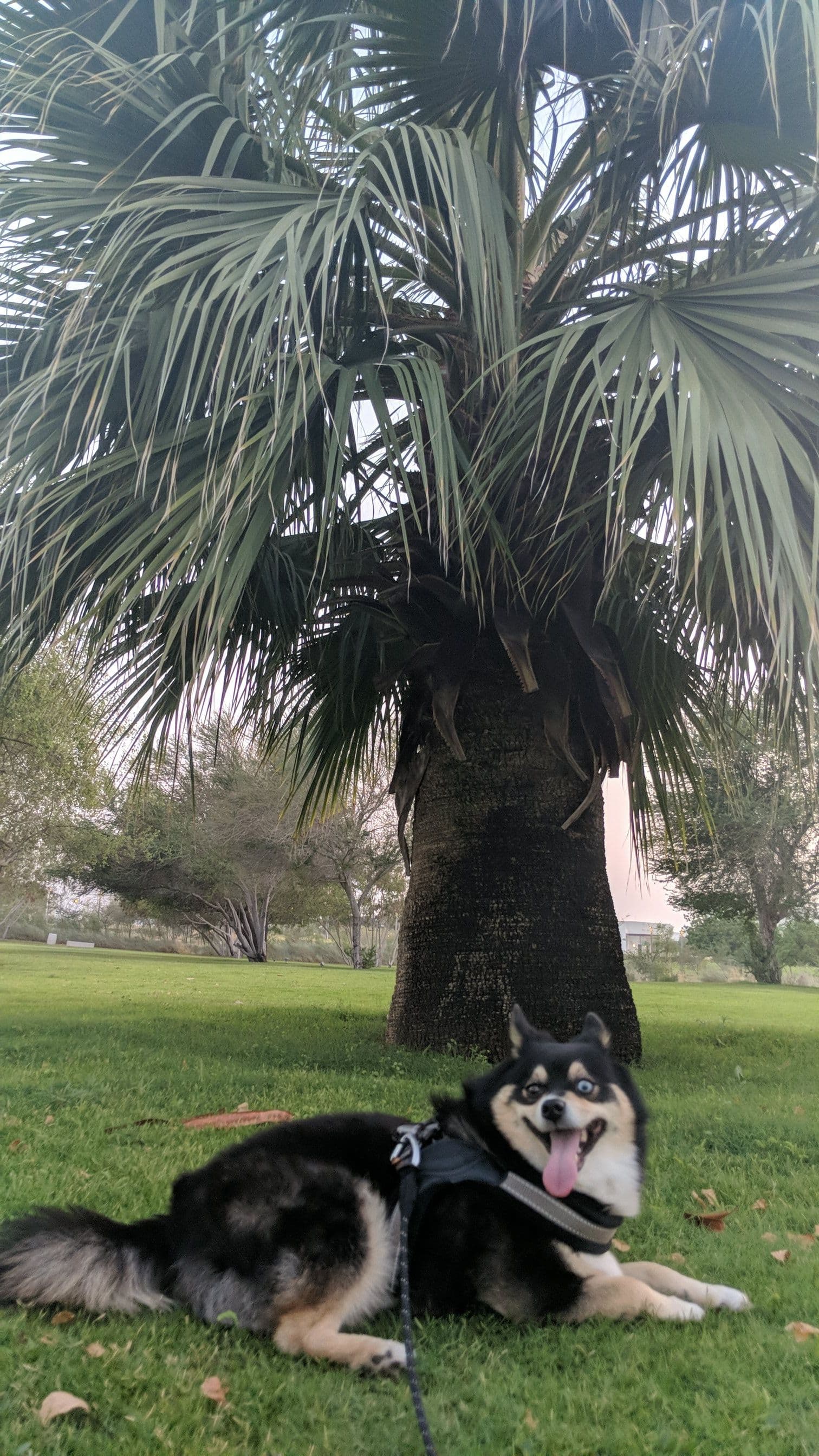 Dog moves to the middle east