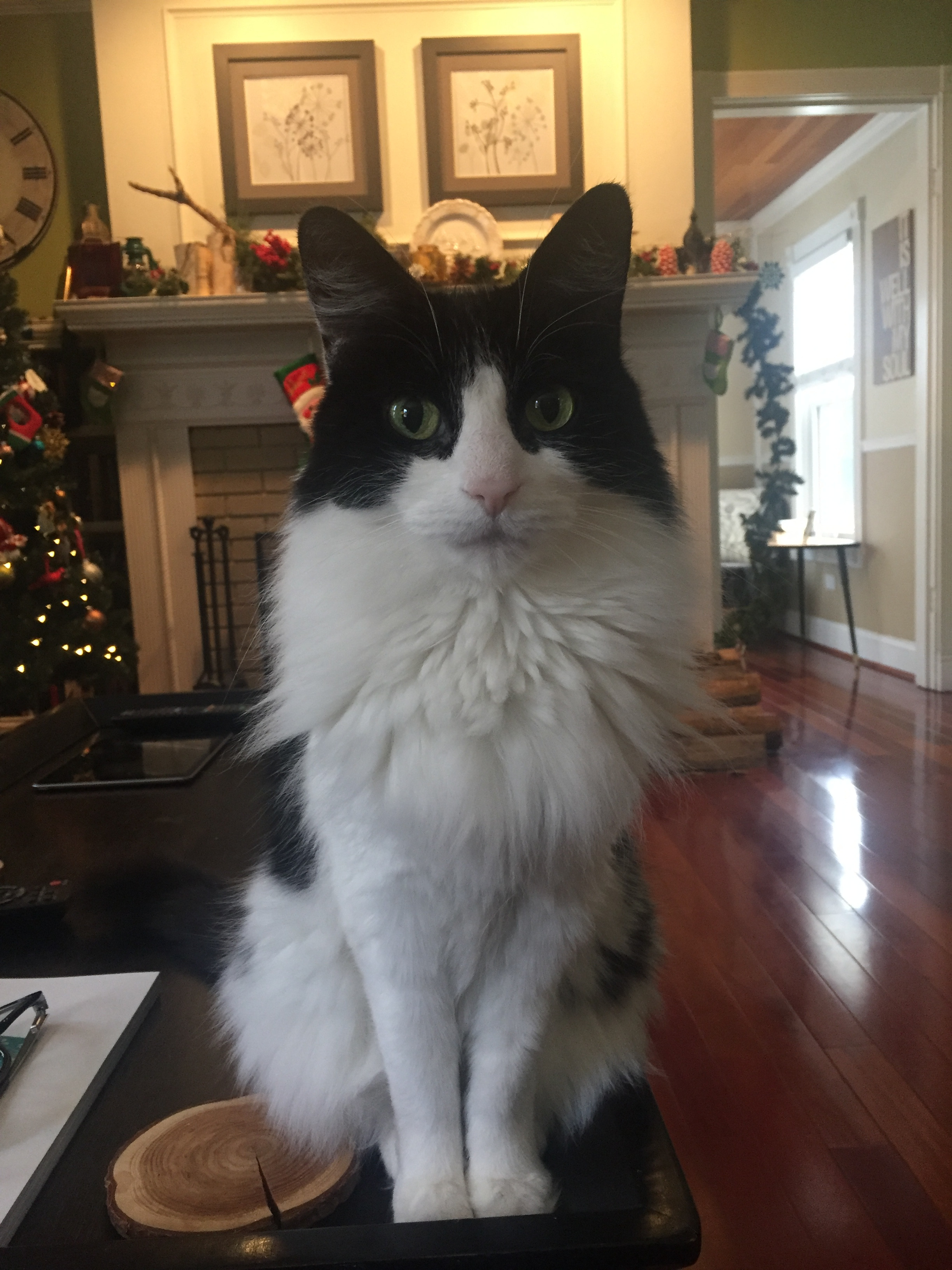 Milo moved from the US to Australia 