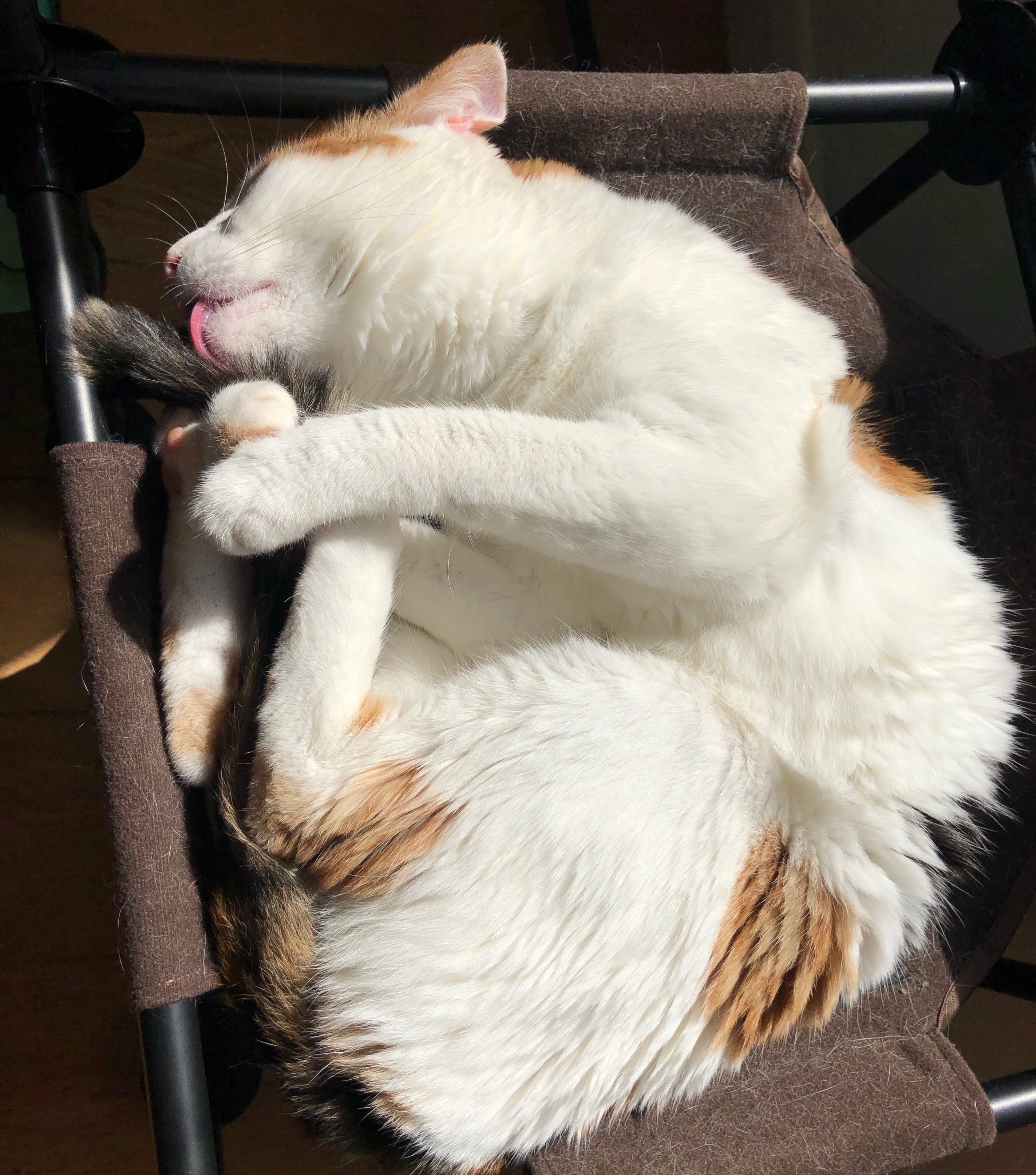 Moving Cats to the UK Micky & Mouse PetRelocation