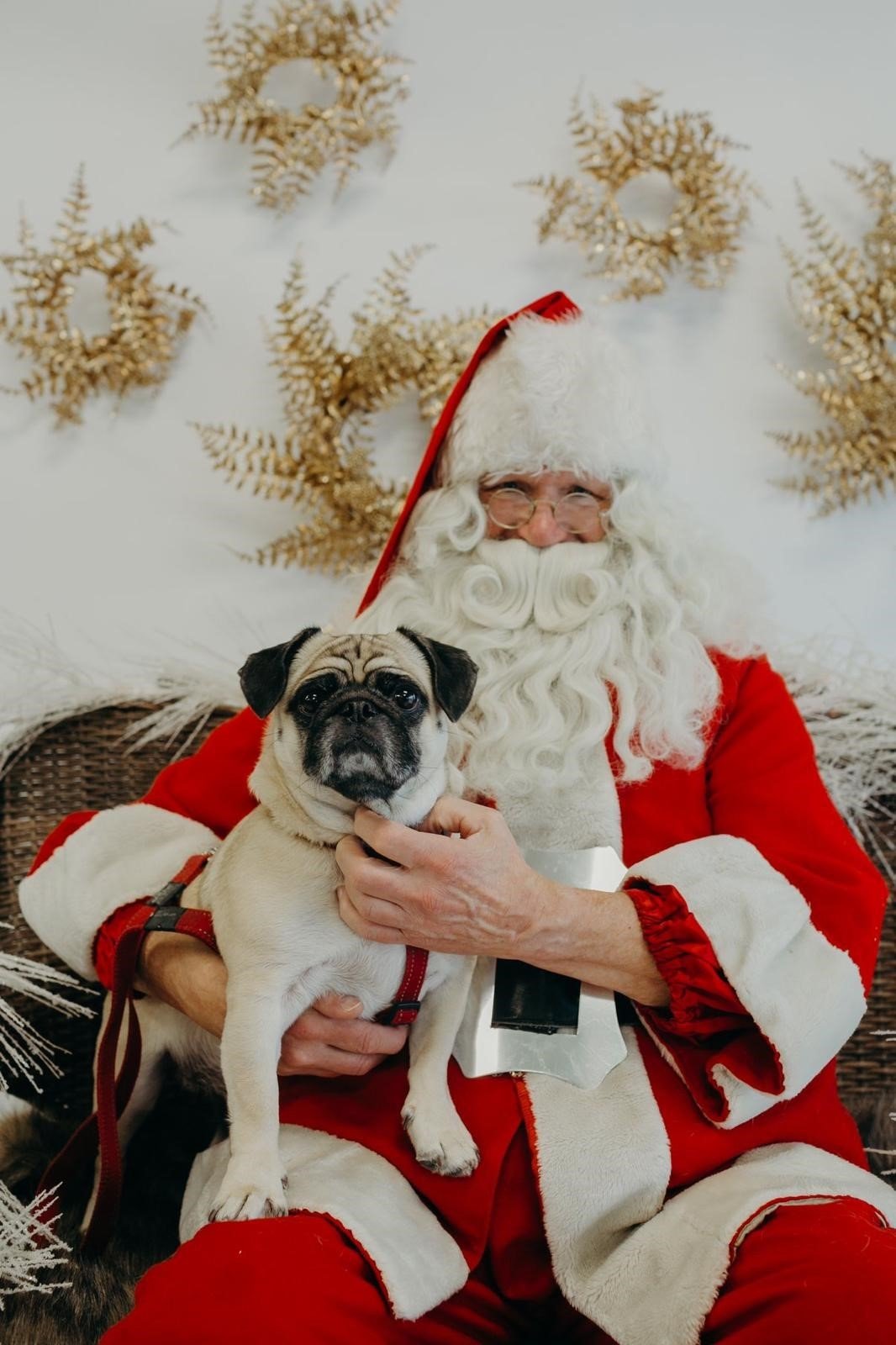 Pug with Santa 