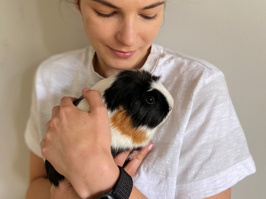 guinea pigs moved from Europe to the US