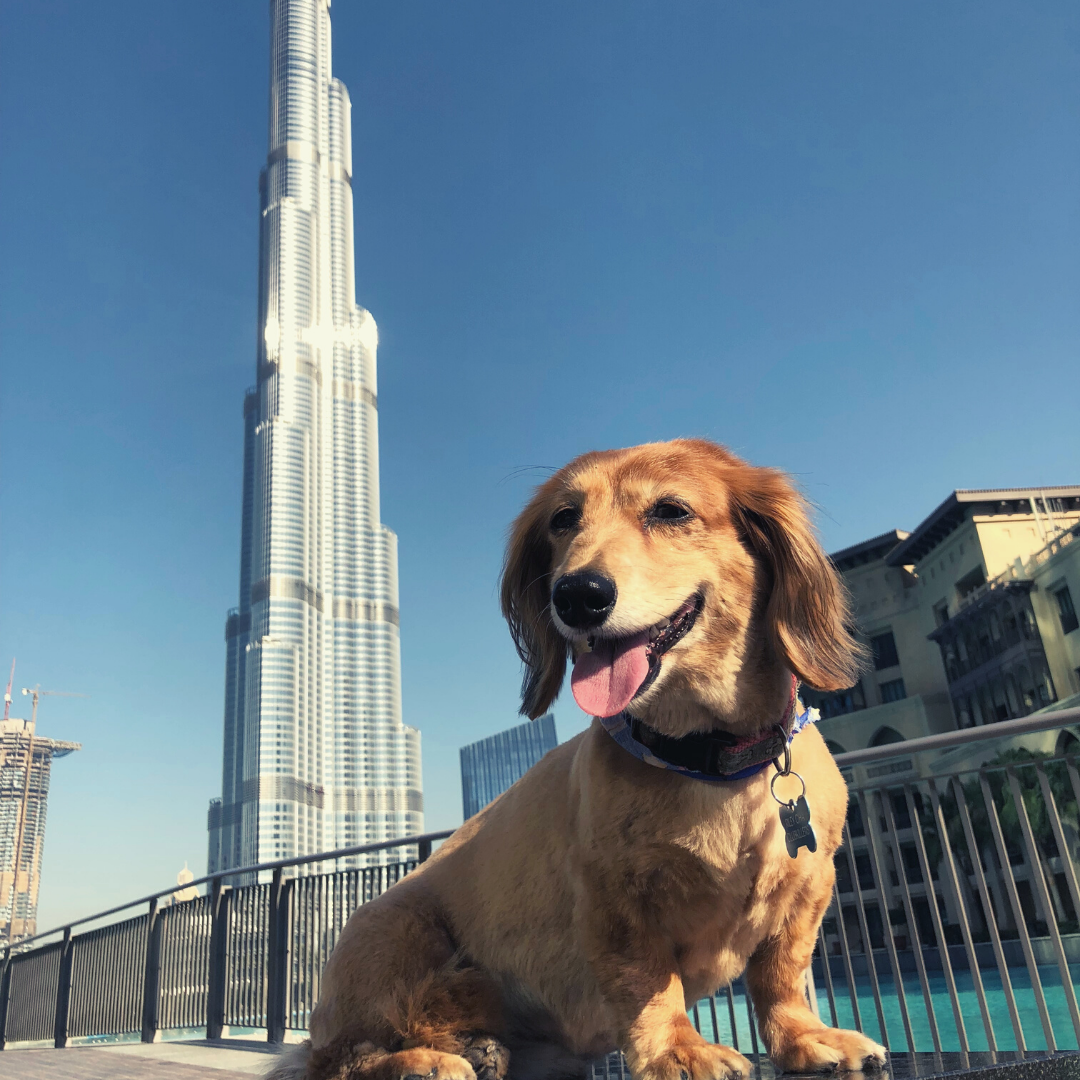 dachshund mix dog moves to dubai  