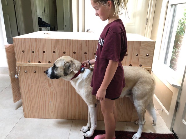 Shipping dogs in custom kennel or custom travel crates