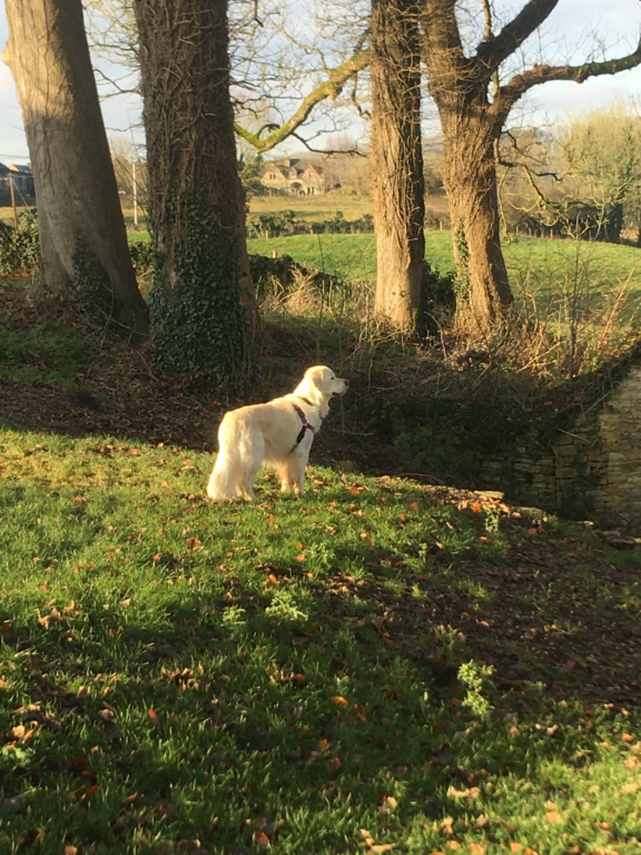 Stuart, yellow lab, at his new home in the UK