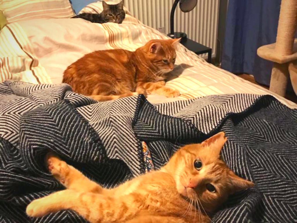 three cats shipped from US to Netherlands
