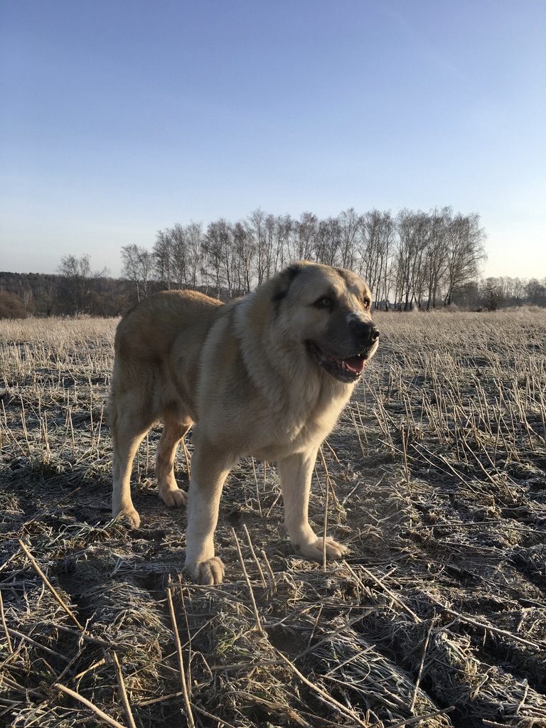 large dog shipping from Russia to Japan