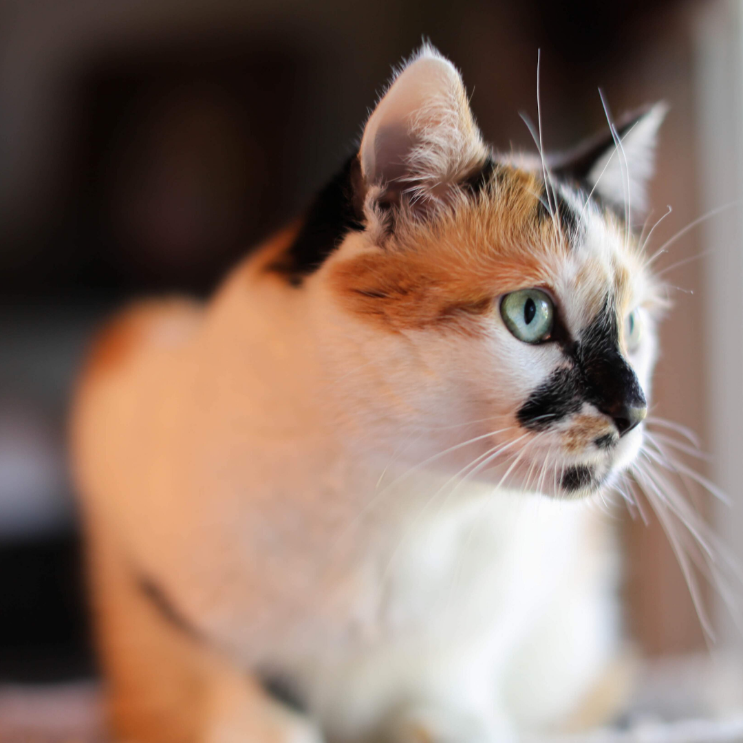 How Much Does It Cost To Ship A Cat Petrelocation How Much Does It Cost To Ship A Cat Petrelocation