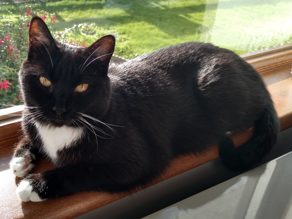 moving cats to Ireland 