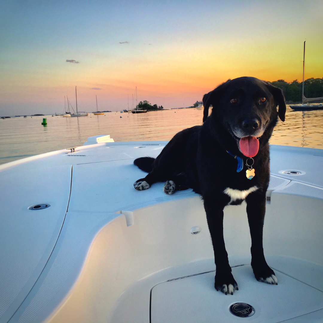 Shipping A Dog To Australia Bridger's Story PetRelocation