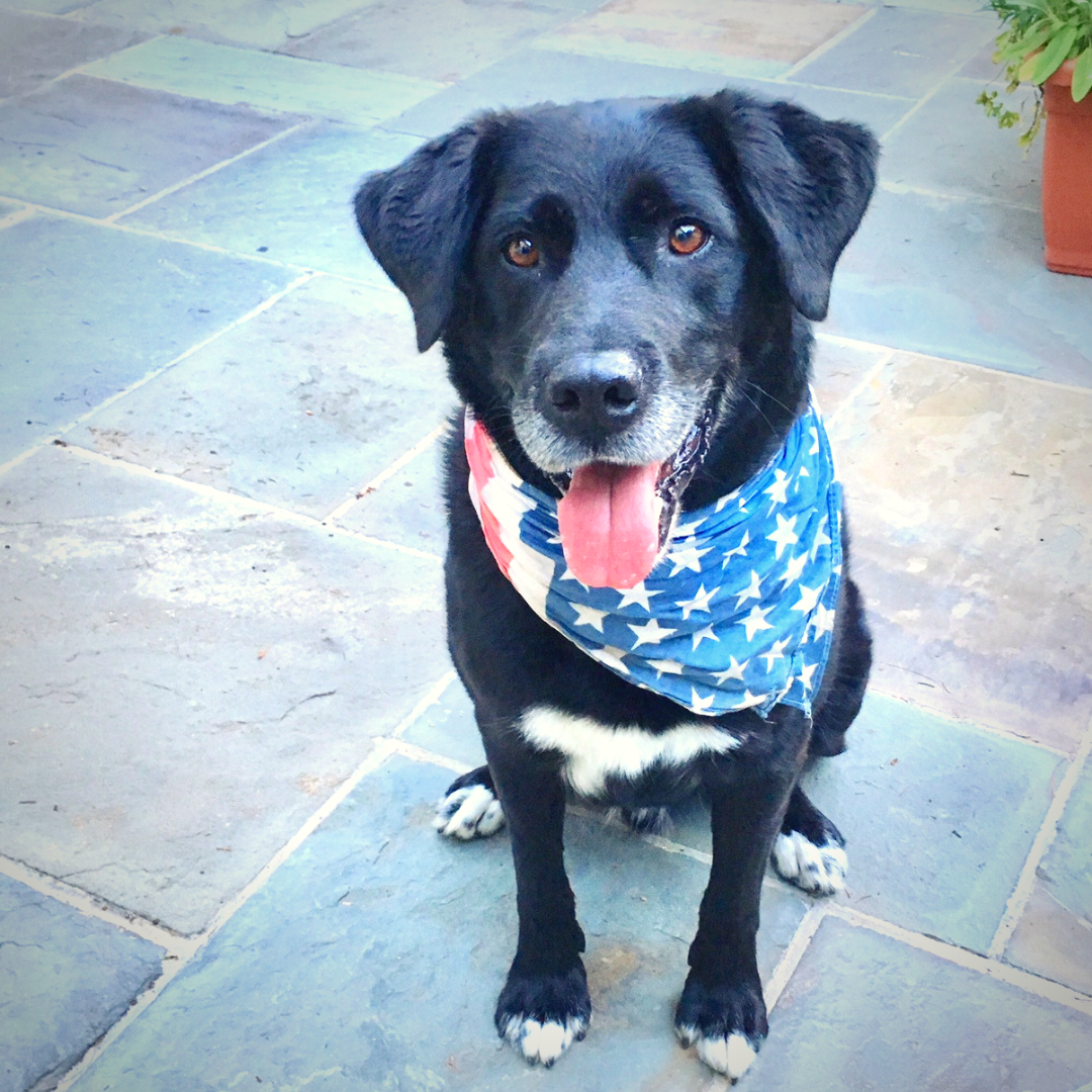 Black lab moved to Australia 