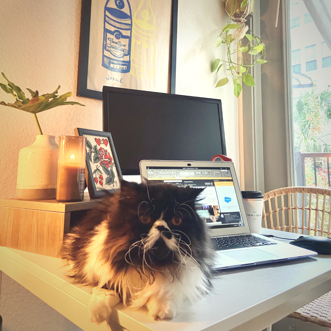 Persian cat, Edgar, helps his owner stay focused while working from home