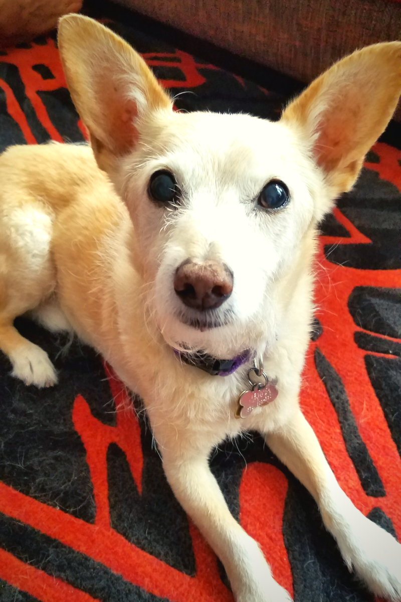 Shipping Senior Dogs to Hong Kong Sonny and Freya's Story PetRelocation