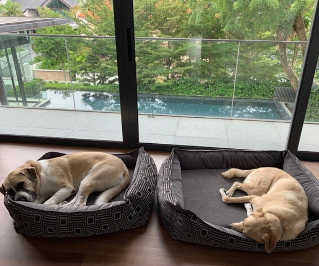 two large dogs relocate to Singapore 