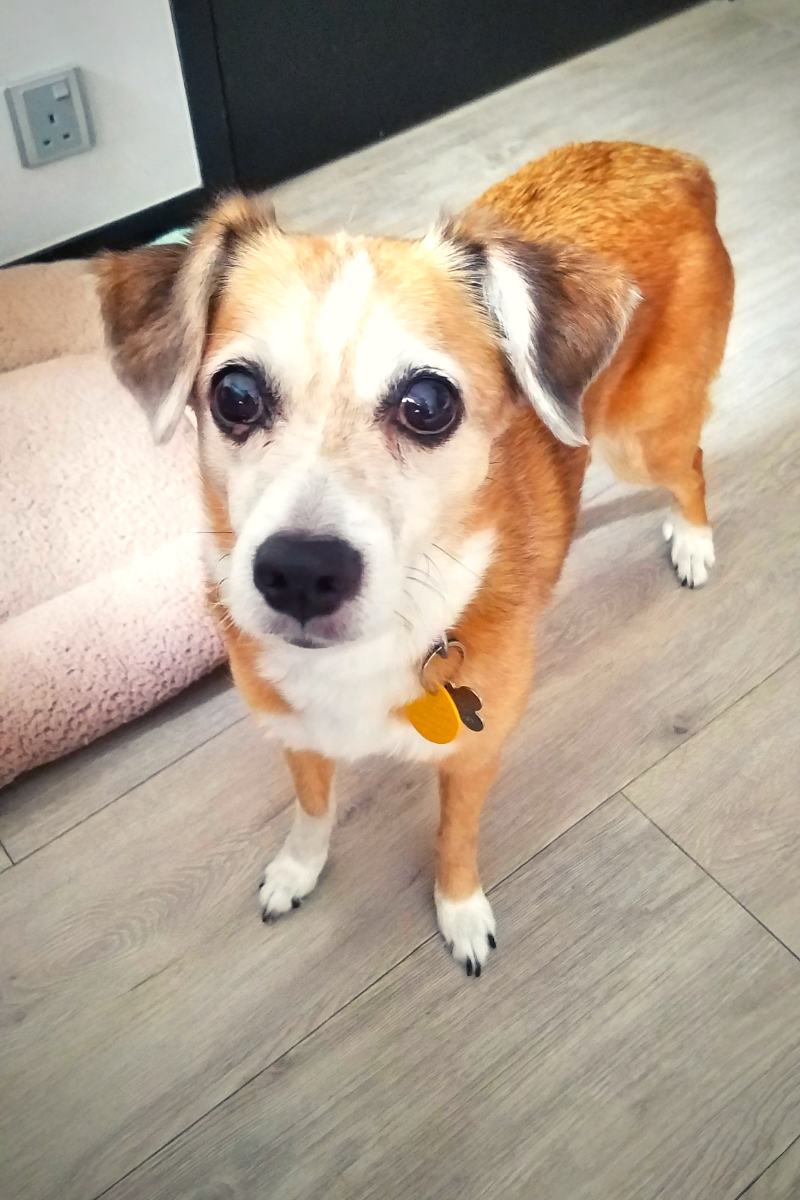 Shipping Senior Dogs to Hong Kong Sonny and Freya's Story PetRelocation