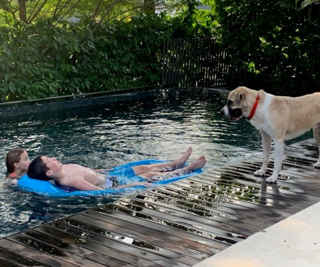 dog plays with family by the pool after moving to Singapore