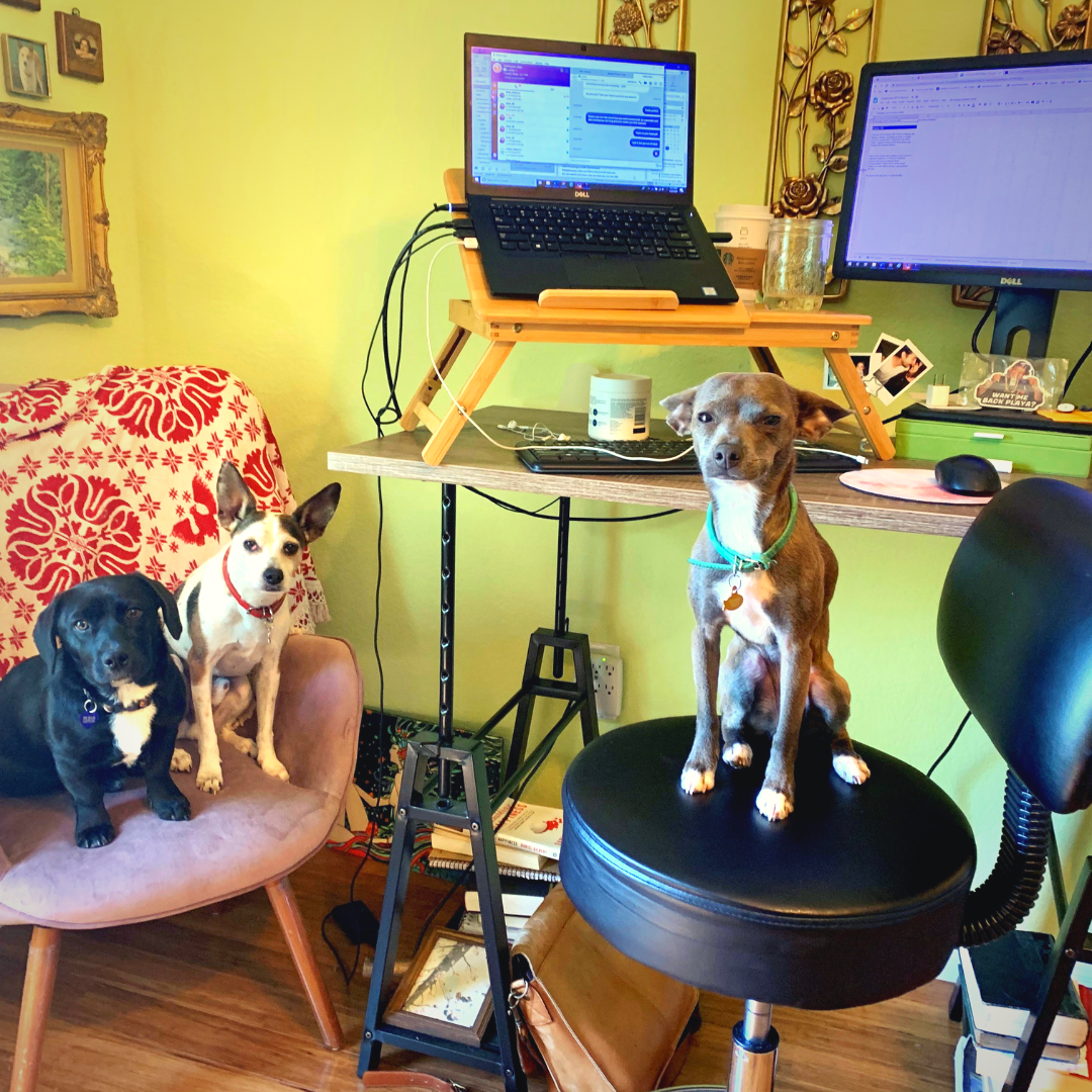 working from home with your pets 