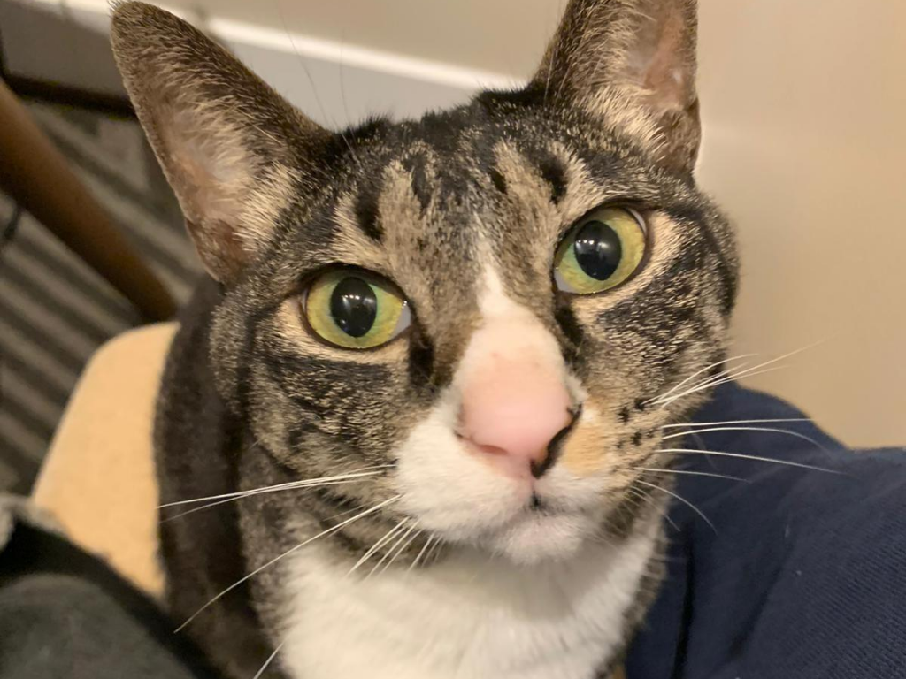 Kieri the cat moved to Australia 