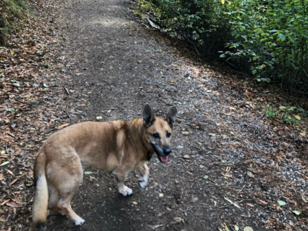 marley on a walk with her family in singapore