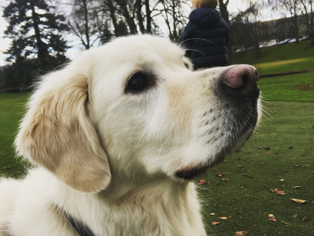 Golden retriever moved to the UK from the United States 