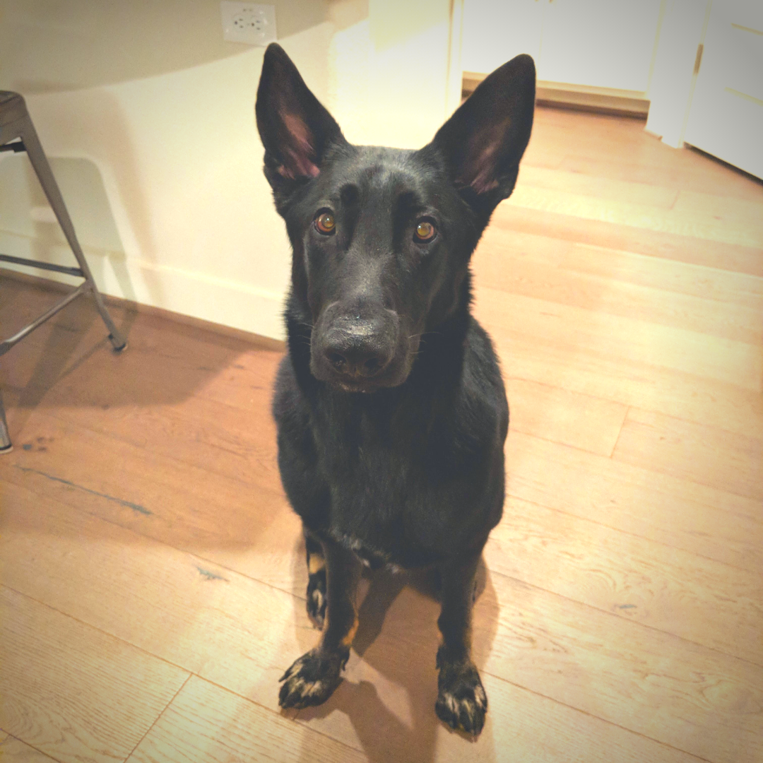 German Shepherd dog moves to England 