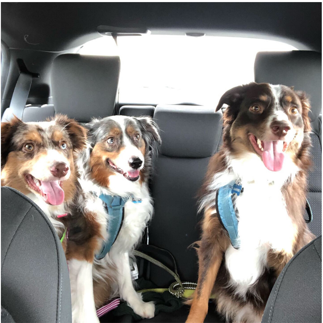 Garrett's dogs in a car