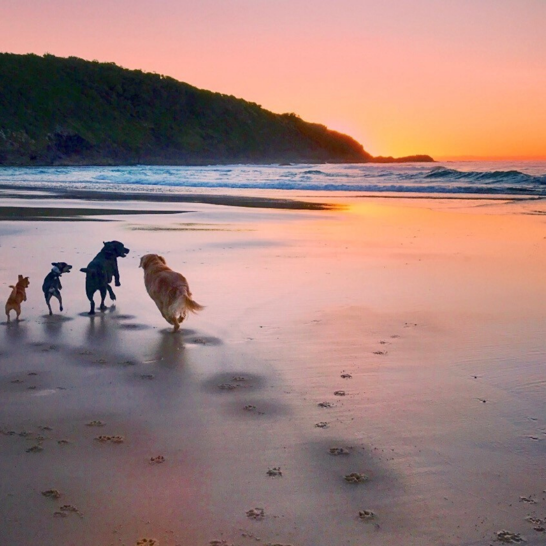 four dogs on the beach in australia 